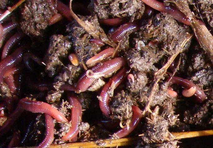 的凈工業(yè)除臭劑高效治理蚯蚓養(yǎng)殖惡臭異味大、牛糞味濃 .jpg