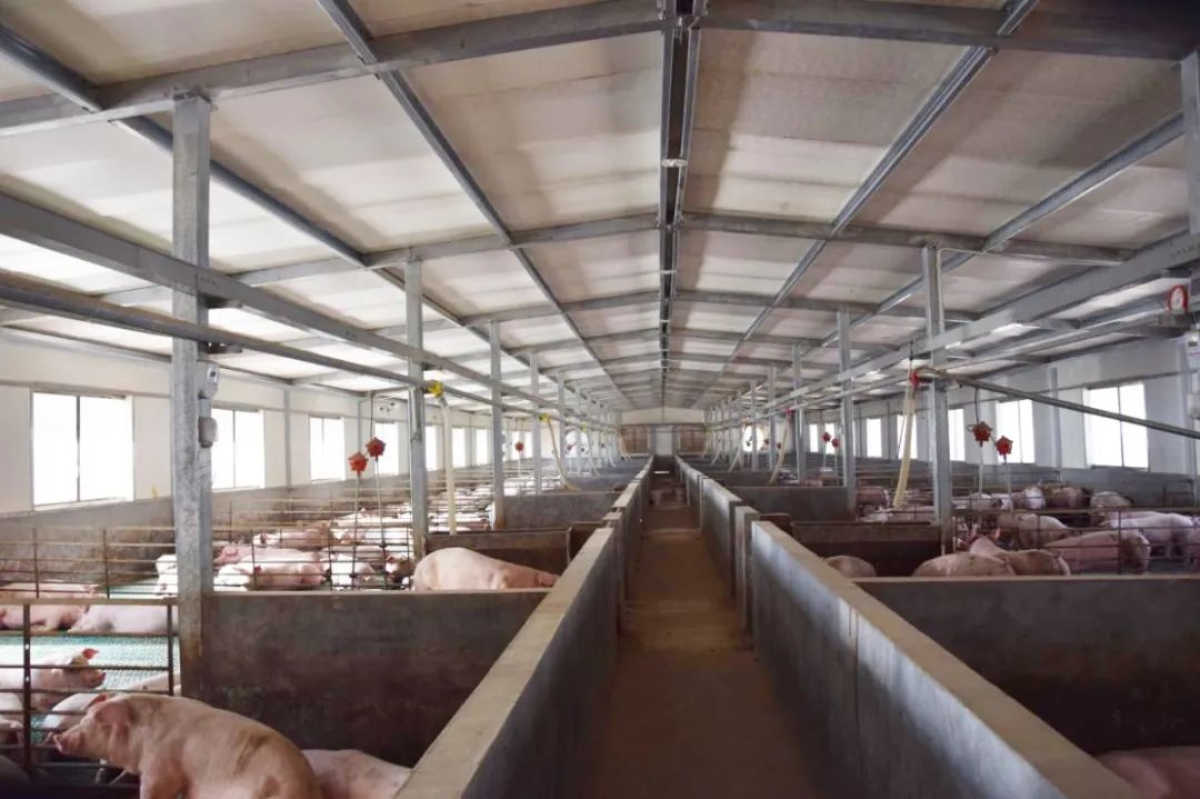 隨著氣溫逐漸升高，不少養(yǎng)豬戶反映，豬舍臭味越發(fā)濃烈。刺鼻的惡臭異味一方面會危害畜禽的健康，降低畜禽的抗病能力，容易導(dǎo)致呼吸道疾??；另外一方面還會影響飼養(yǎng)人員的身心健康，降低人體抵抗力。如何解決？小匠給大家分享6大方法。